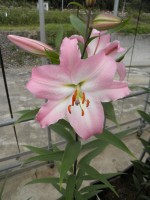 [1797 Enjoy No01.JPG]